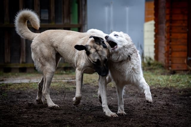 Alfi - Kangal-Hirtenhund - Bild 13