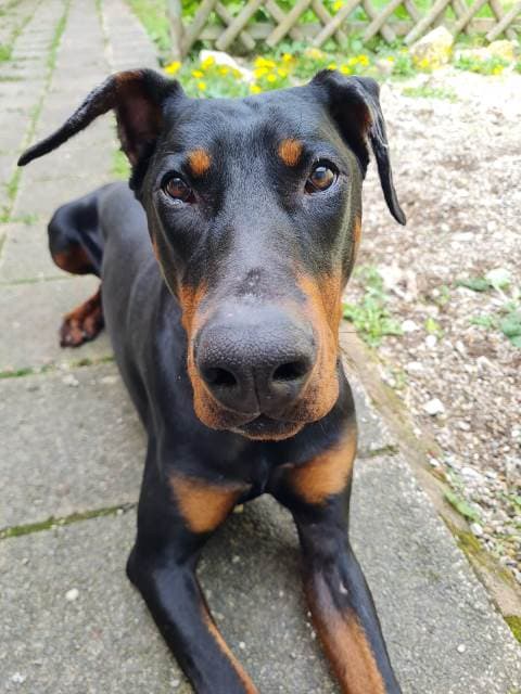 Tyson - Dobermann - Bild 5