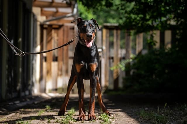 Tyson - Dobermann - Bild 2