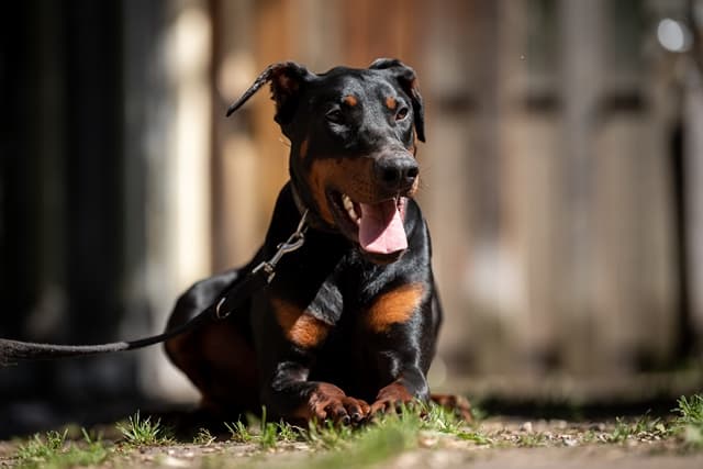 Tyson - Dobermann - Bild 4