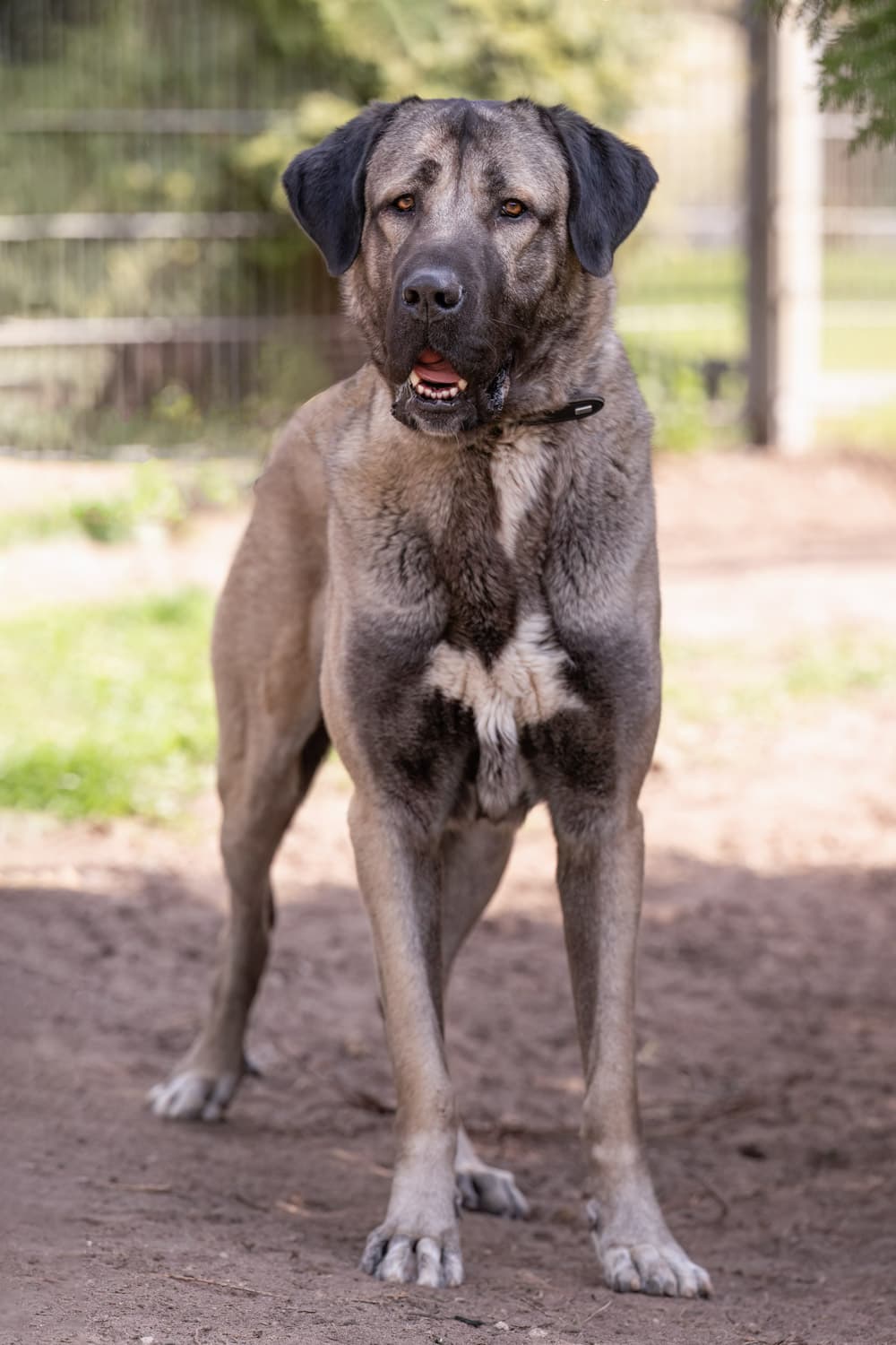 Bozo - Kangal-Hirtenhund - Bild 5