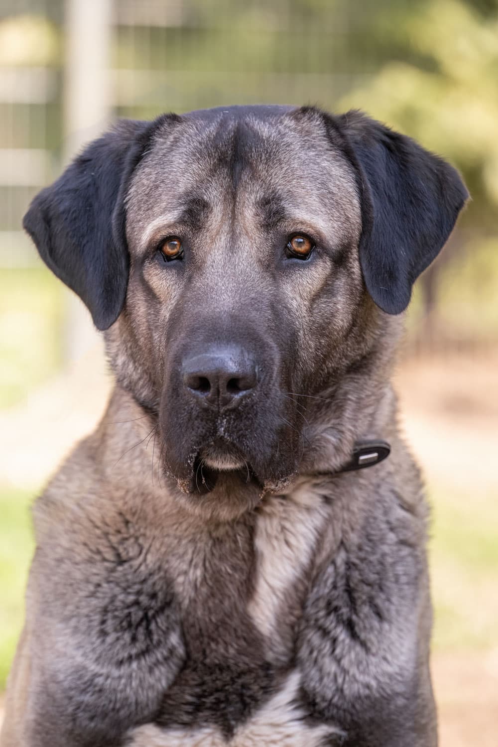 Bozo - Kangal-Hirtenhund - Bild 4