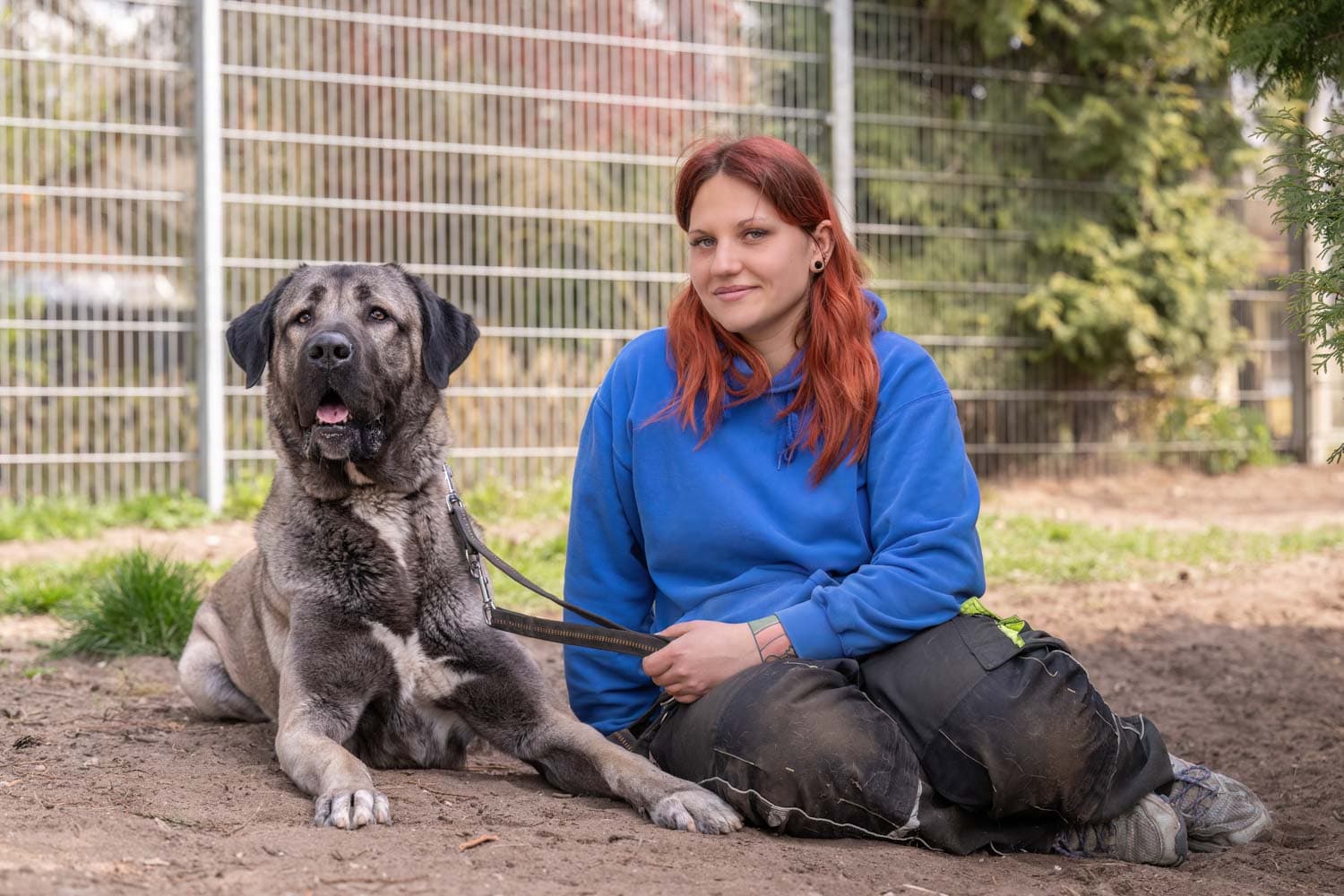 Bozo - Kangal-Hirtenhund - Bild 3