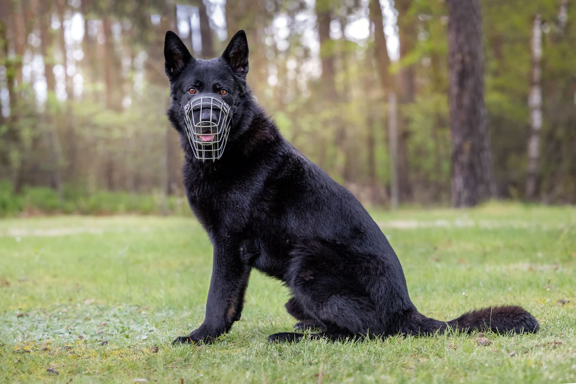 Apoll - Deutscher Schäferhund - Bild 6
