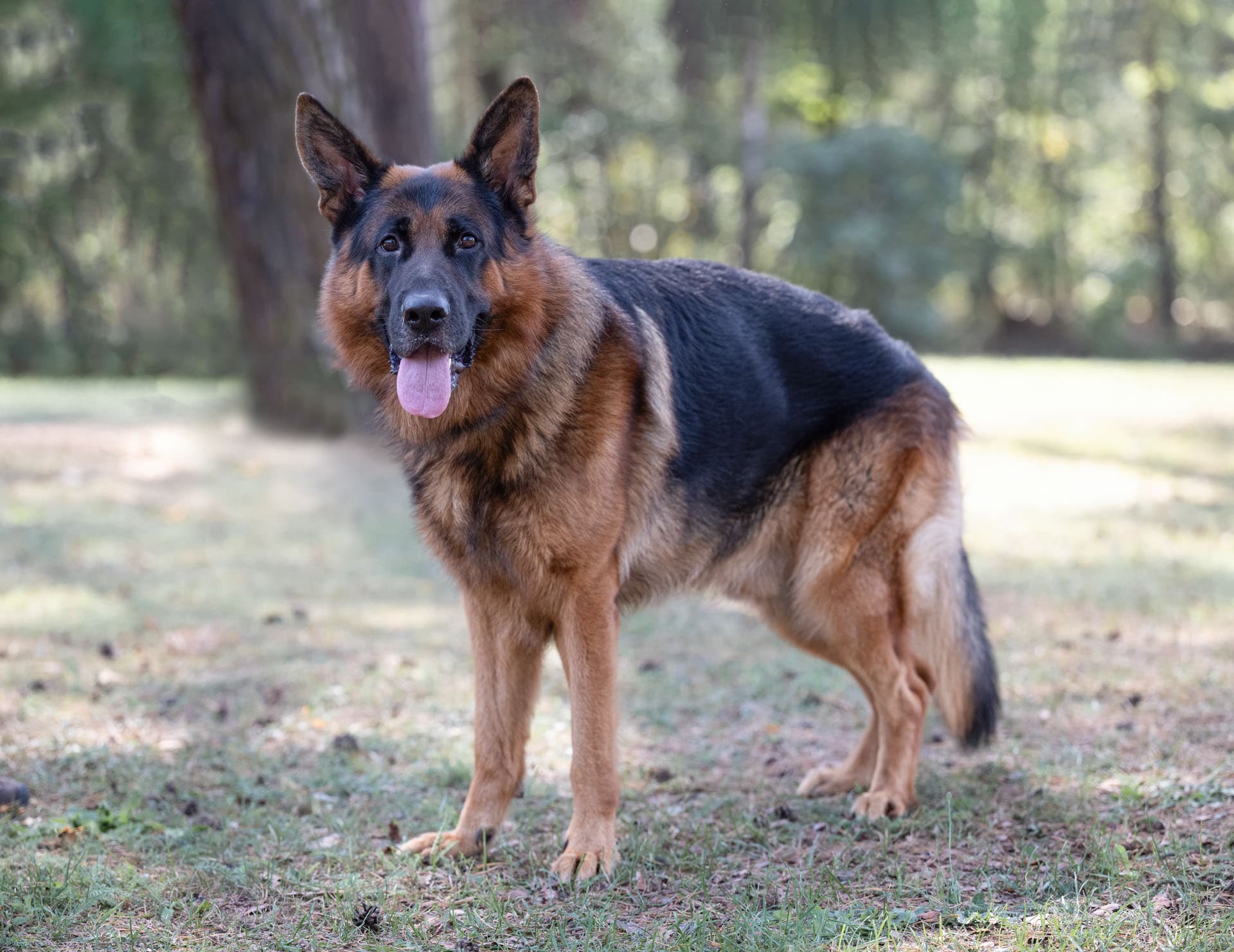 Ares - Deutscher Schäferhund - Bild 6