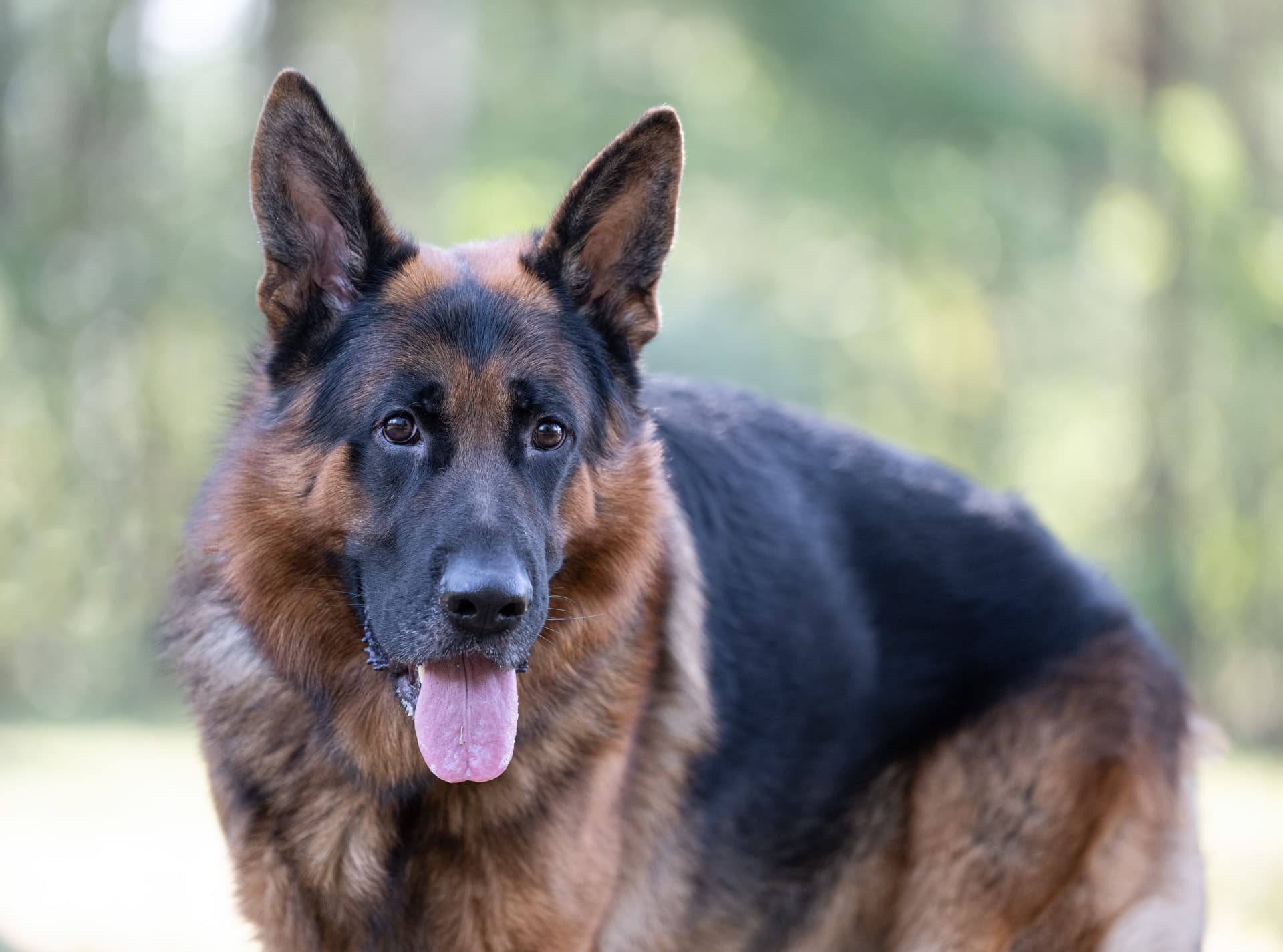 Ares - Deutscher Schäferhund - Bild 5