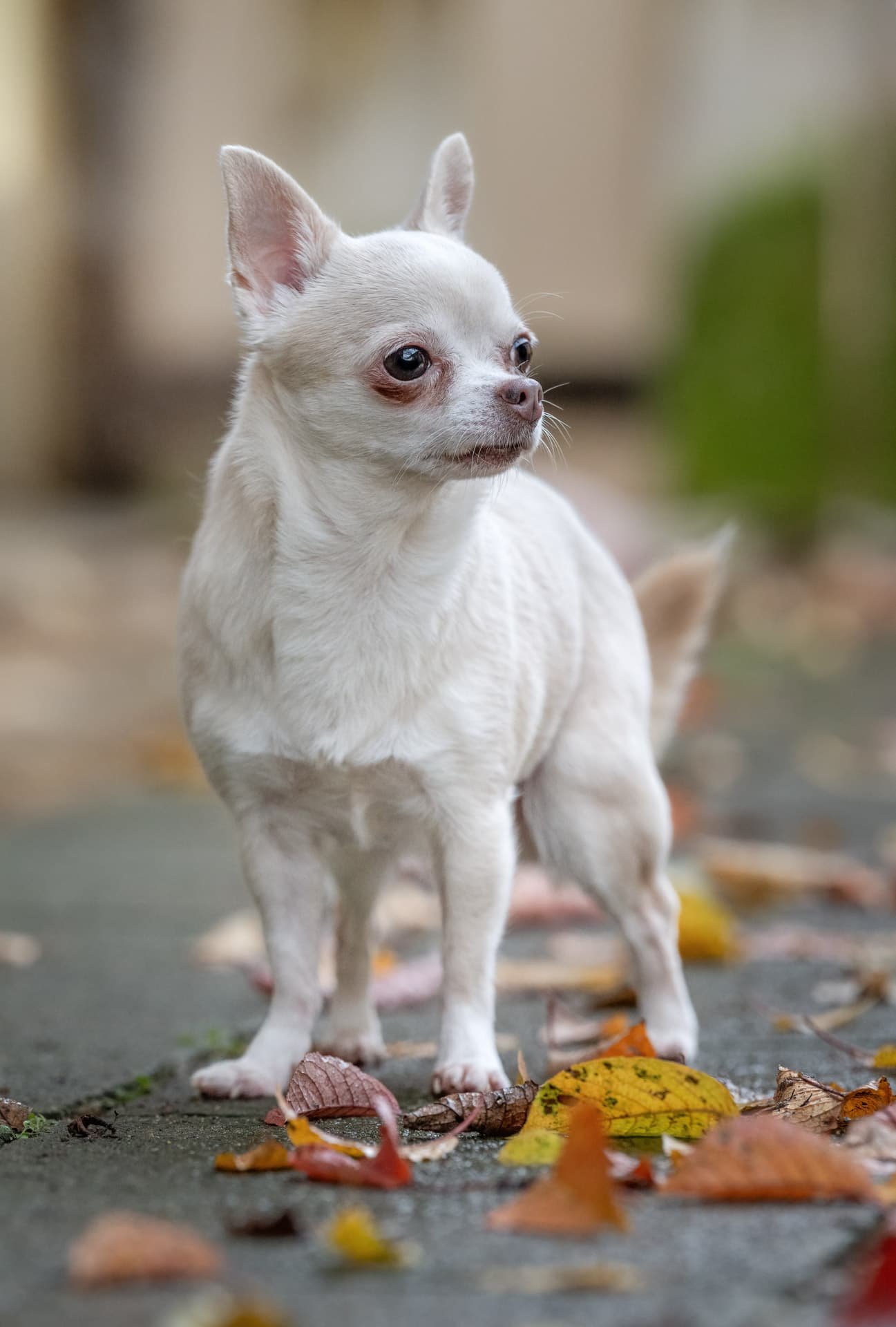 Lilly und trixie - Chihuahua - Bild 7