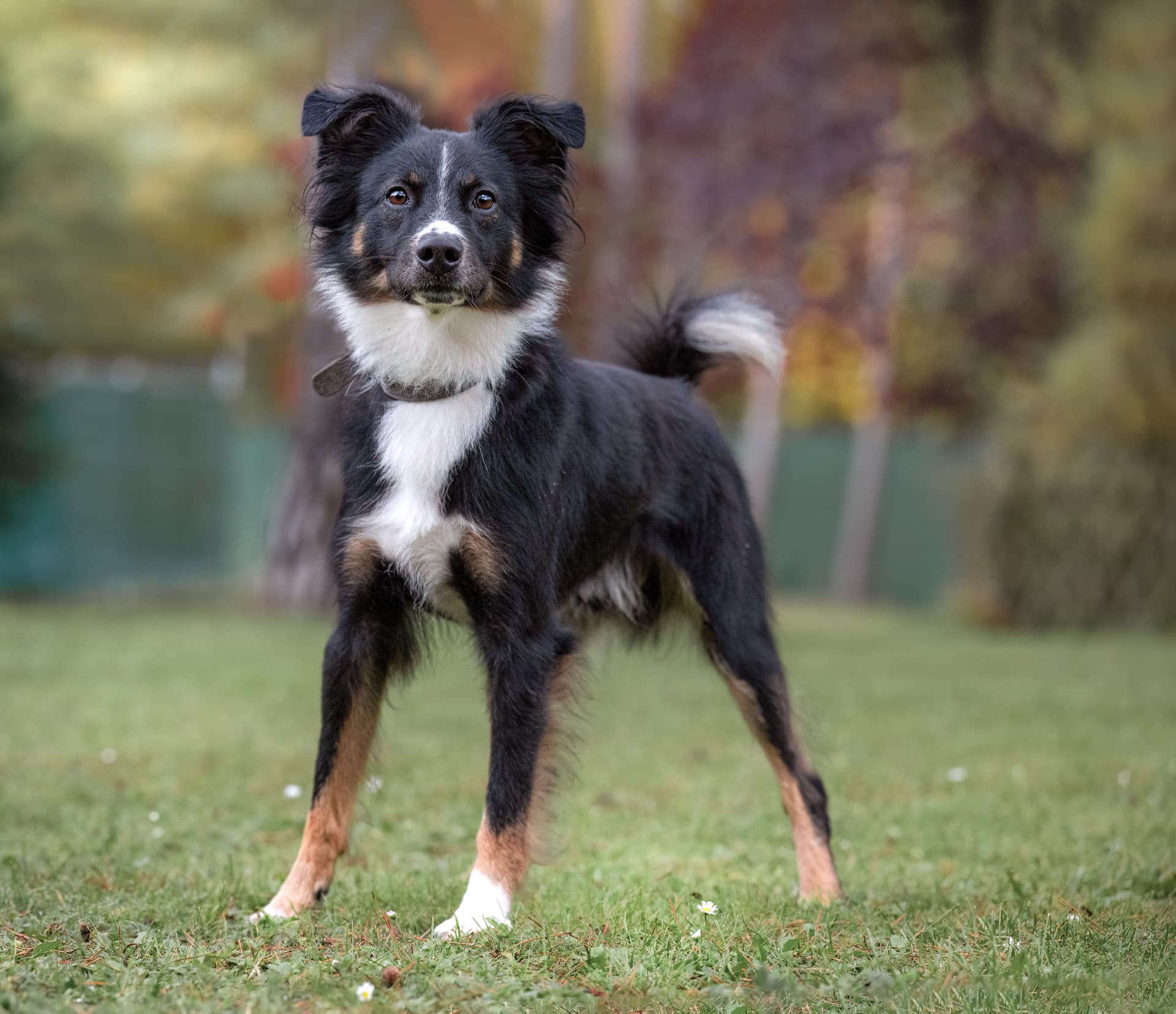 Milo - Australian Shepherd - Bild 8