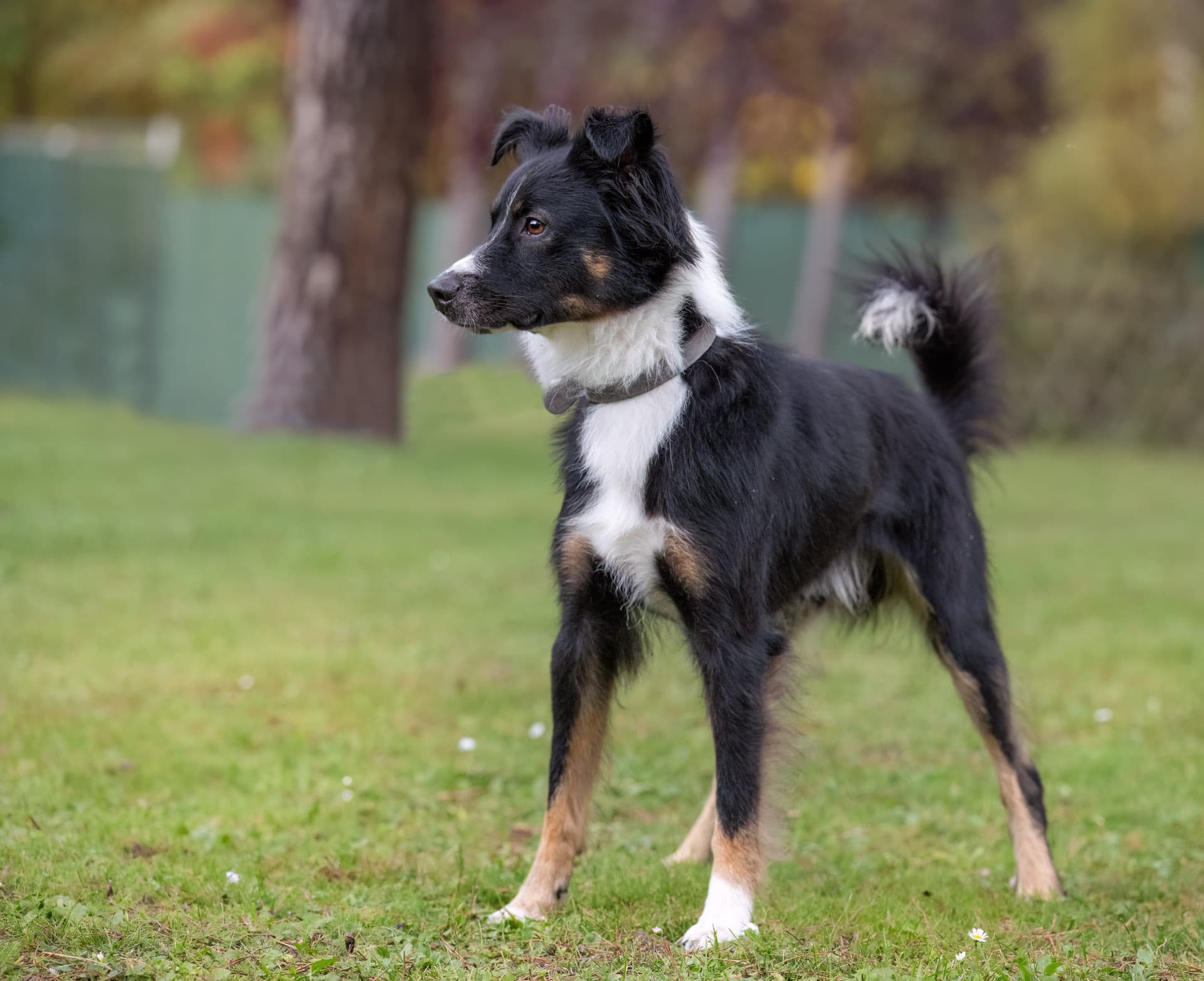 Milo - Australian Shepherd - Bild 7