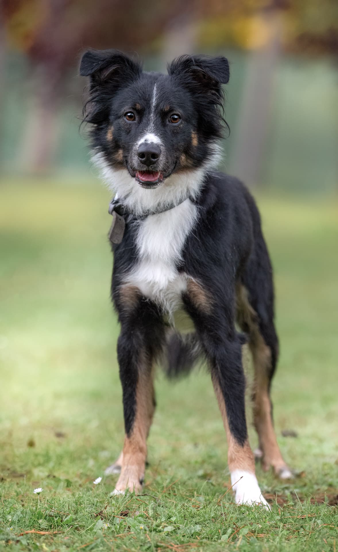 Milo - Australian Shepherd - Bild 6
