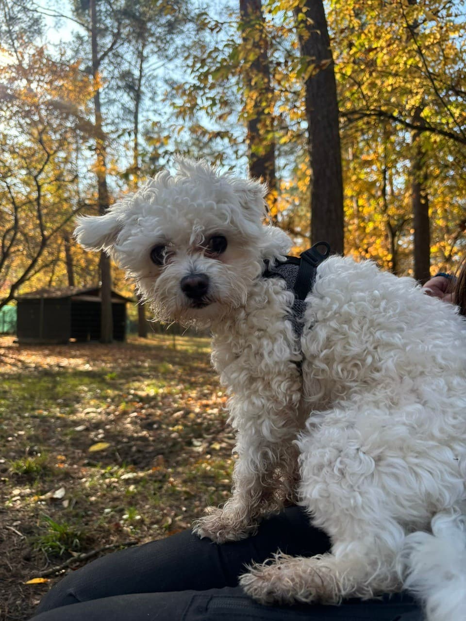 Max - Bichon Frisé - Bild 2