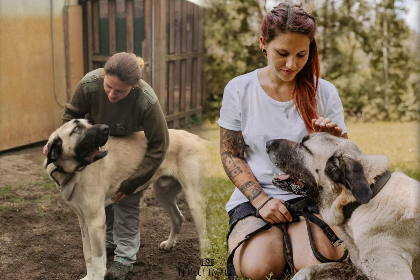 Alfi - Kangal-Hirtenhund - Bild 3