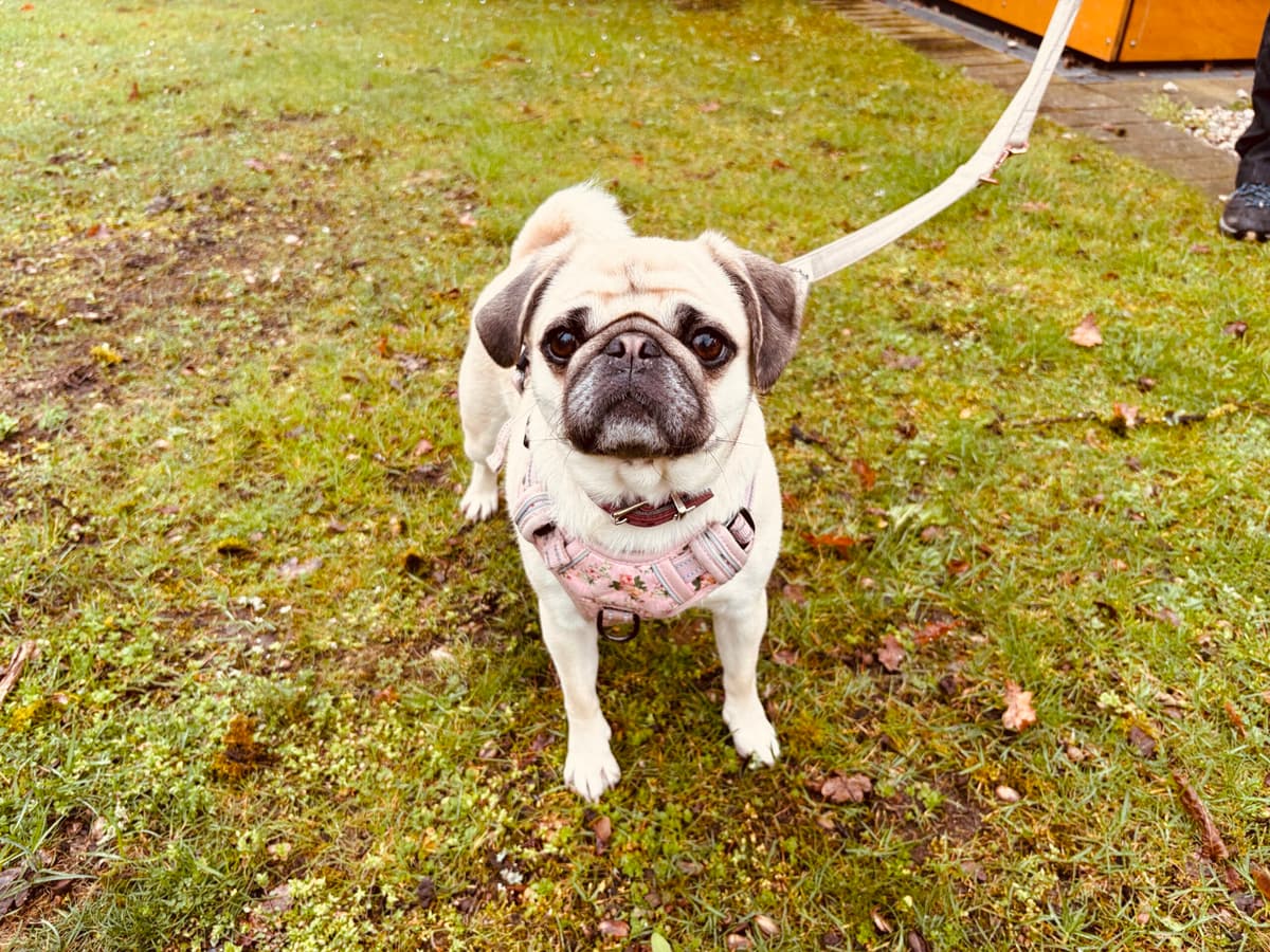 Isy - Mops - Bild 3