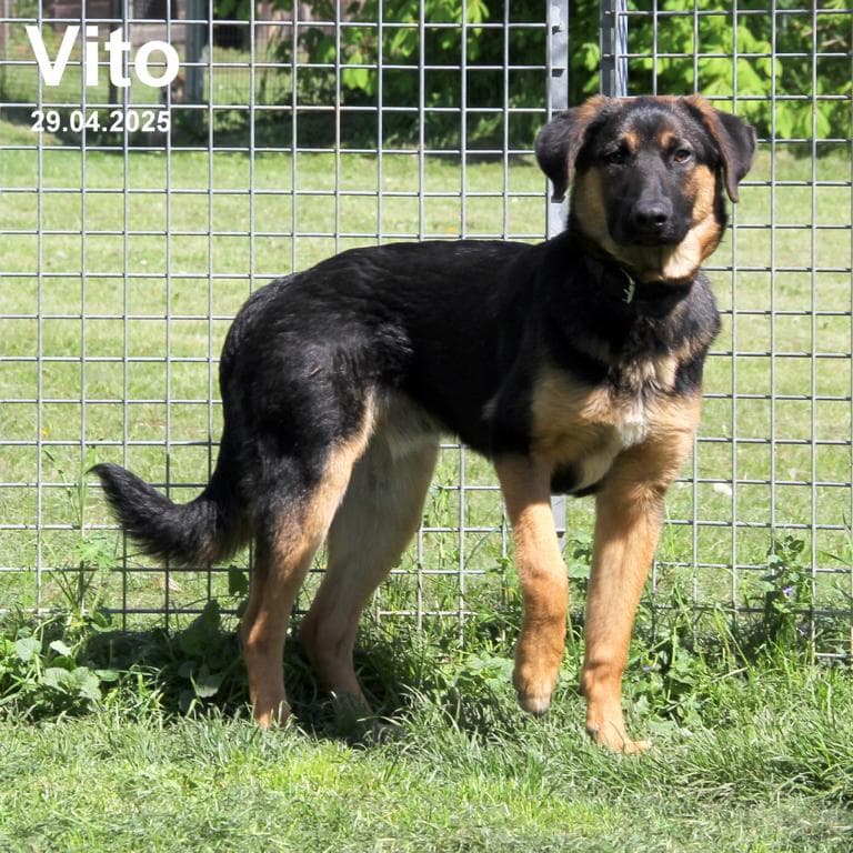 Vito -  - Bild 2