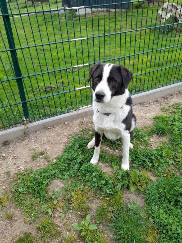 Lobo -  - Bild 2