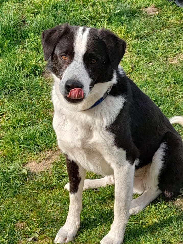 Lobo -  - Bild 1