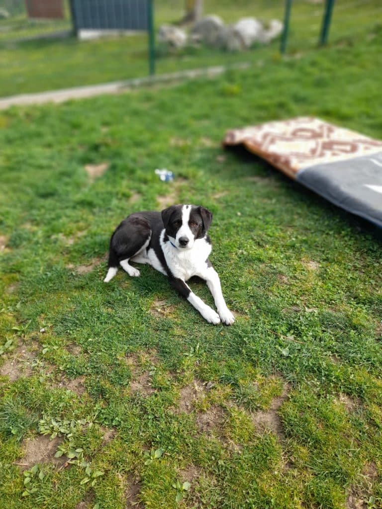 Lobo -  - Bild 3
