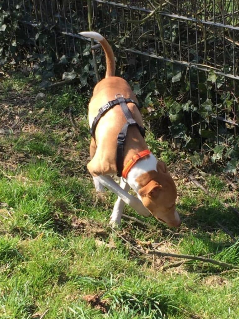 Jumper - Podenco Canario - Bild 19