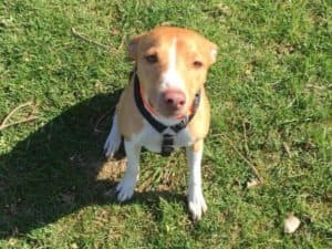 Jumper - Podenco Canario - Bild 22