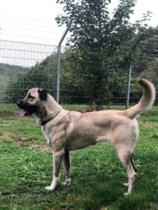 Lisha -  - Bild 4