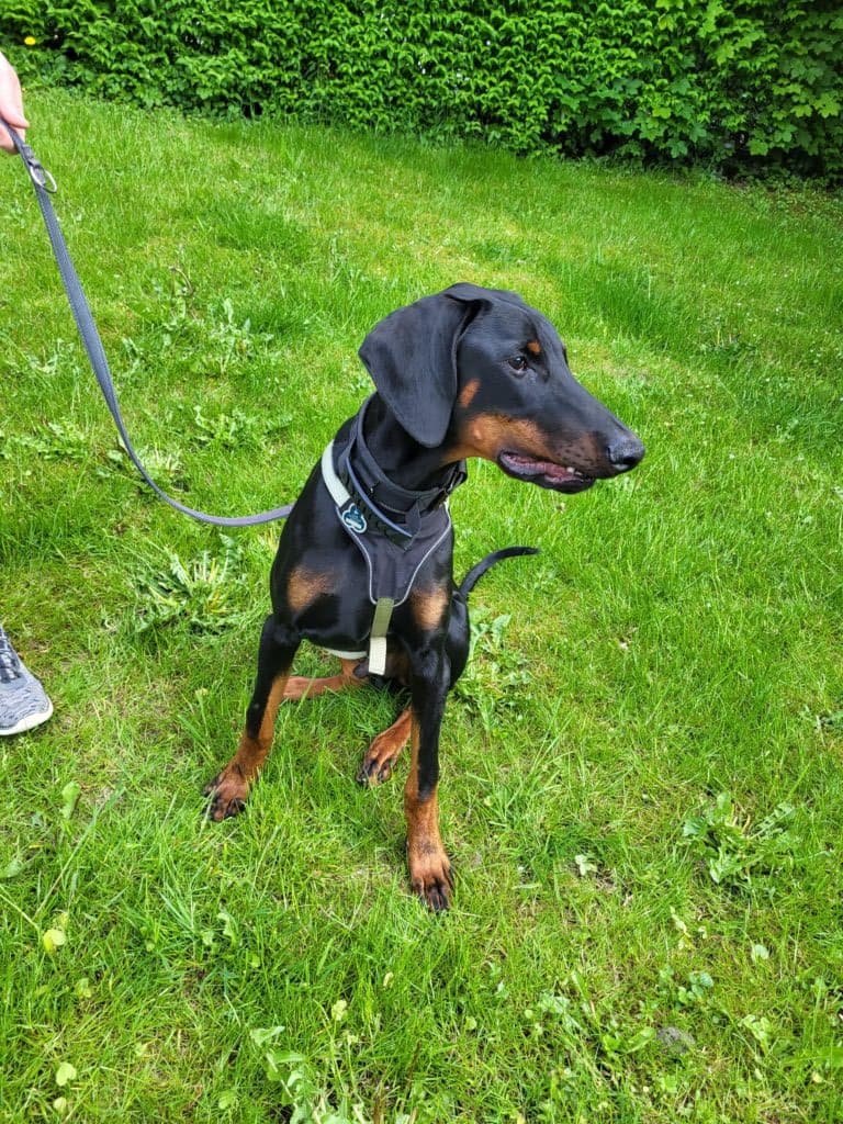 Dobermann Pablo