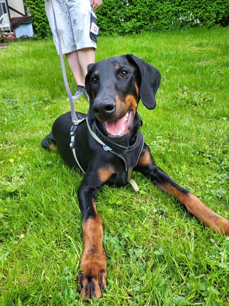 Pablo - Dobermann - Bild 3