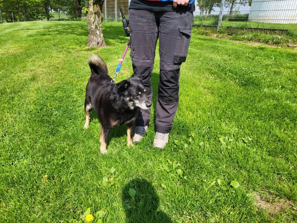 Askan - Jack Russell Terrier - Bild 4