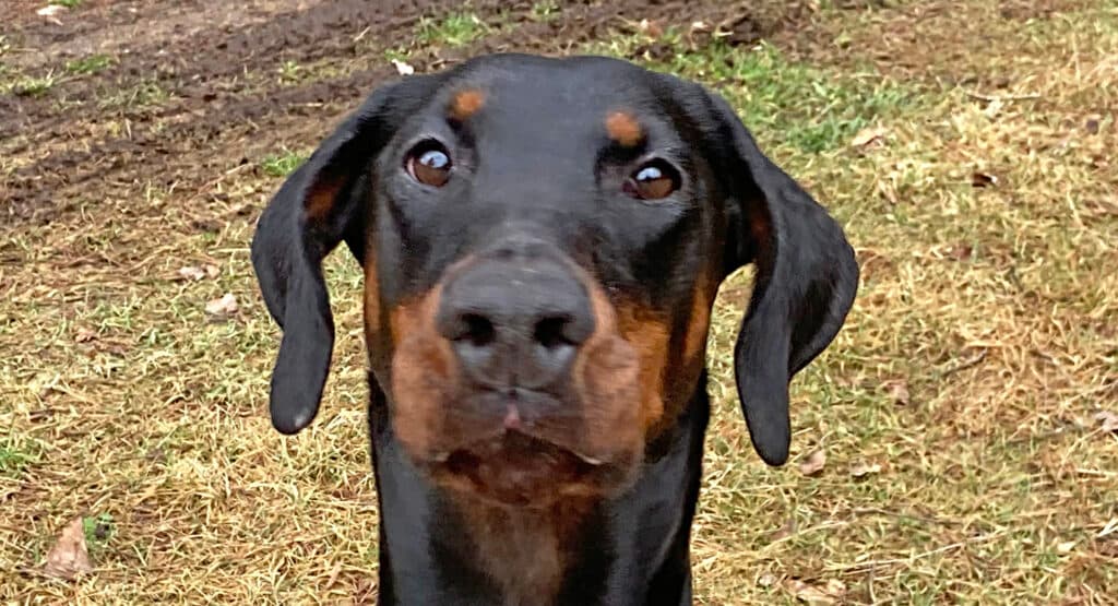 Shila - Dobermann - Bild 8