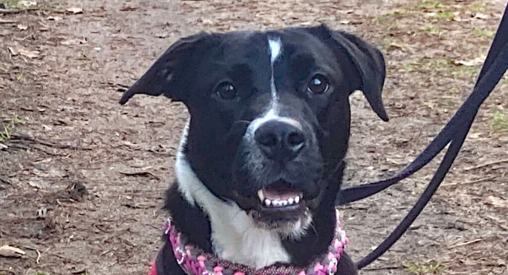 Runa - Englische Bulldogge, Deutsche Dogge - Bild 7