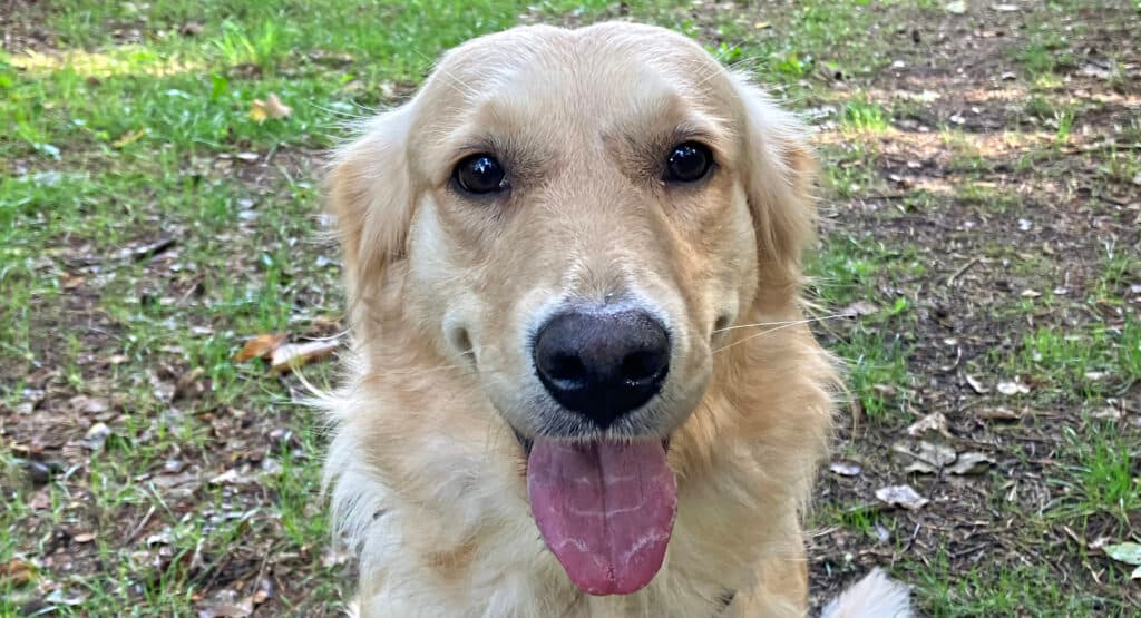 Candy - Golden Retriever - Bild 9