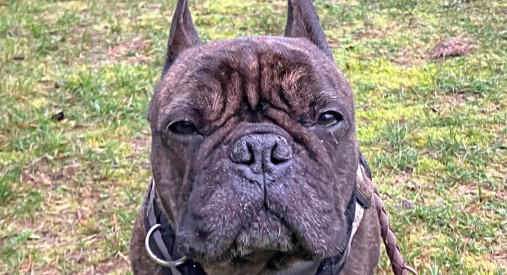 Buddy - Französische Bulldogge - Bild 9