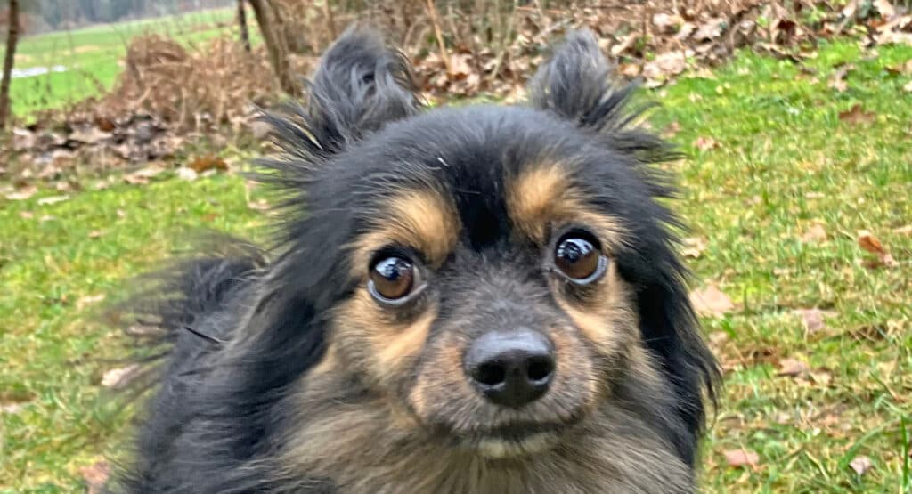 Gino -  - Bild 8