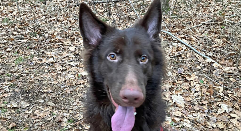 Haku -  - Bild 9