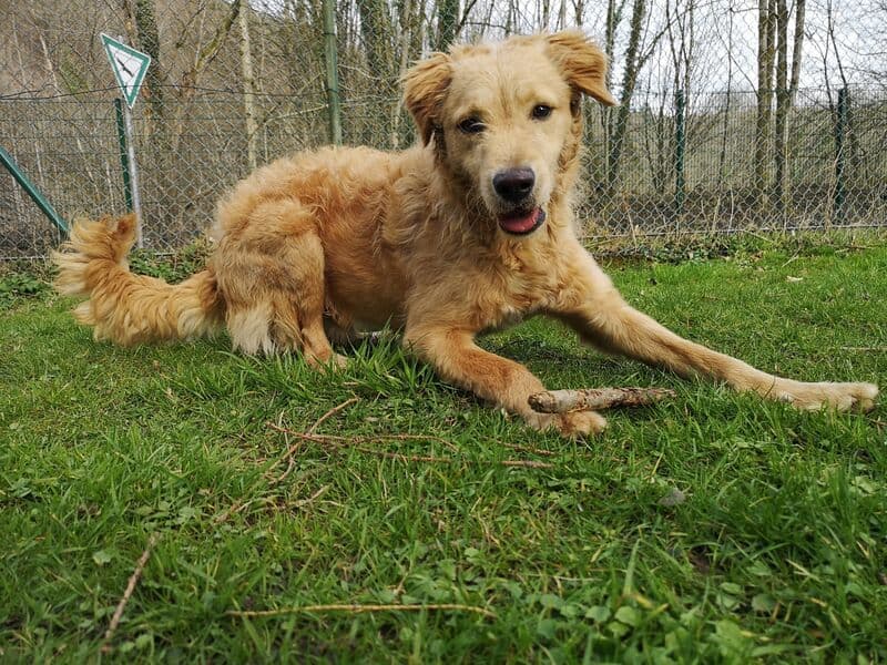 Labrador Retriever-Mix Balou