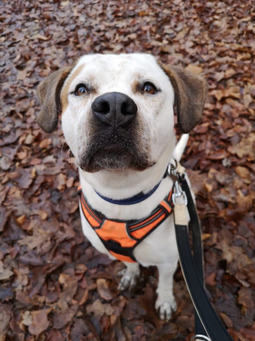 Polly - Labrador Retriever, Deutscher Boxer - Bild 1