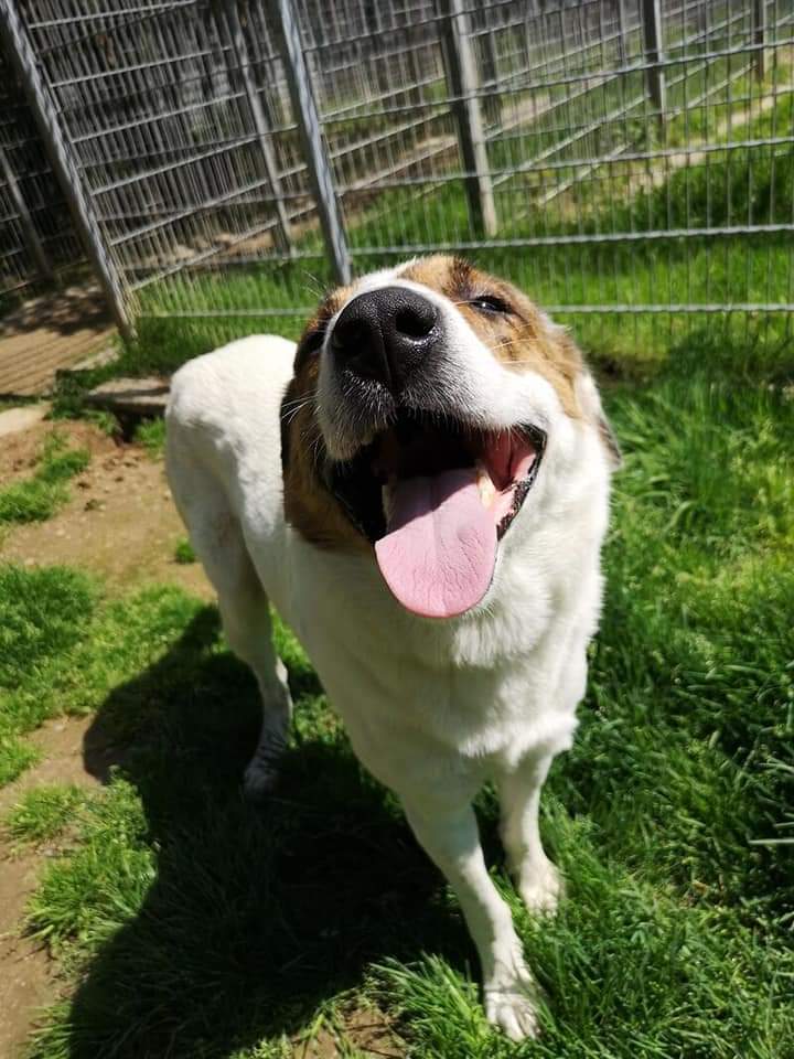 Jack -  - Bild 1