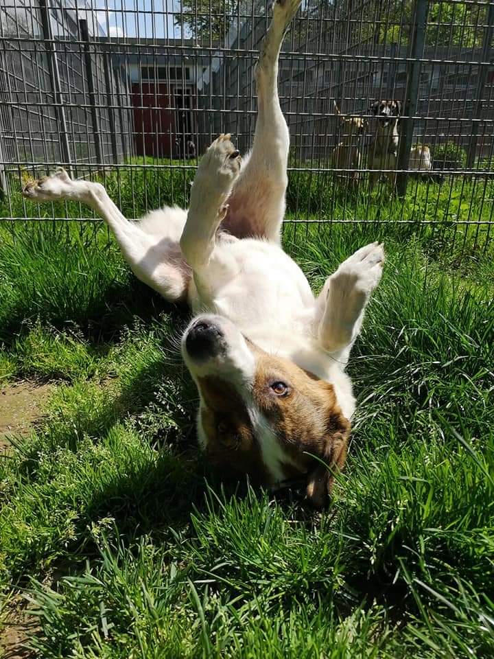 Jack -  - Bild 2