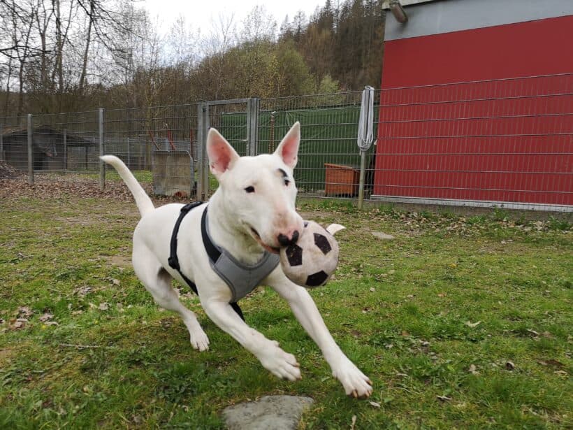 Rocky -  - Bild 3