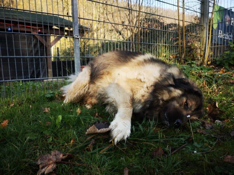 Owen - Kaukasischer Owtscharka - Bild 2