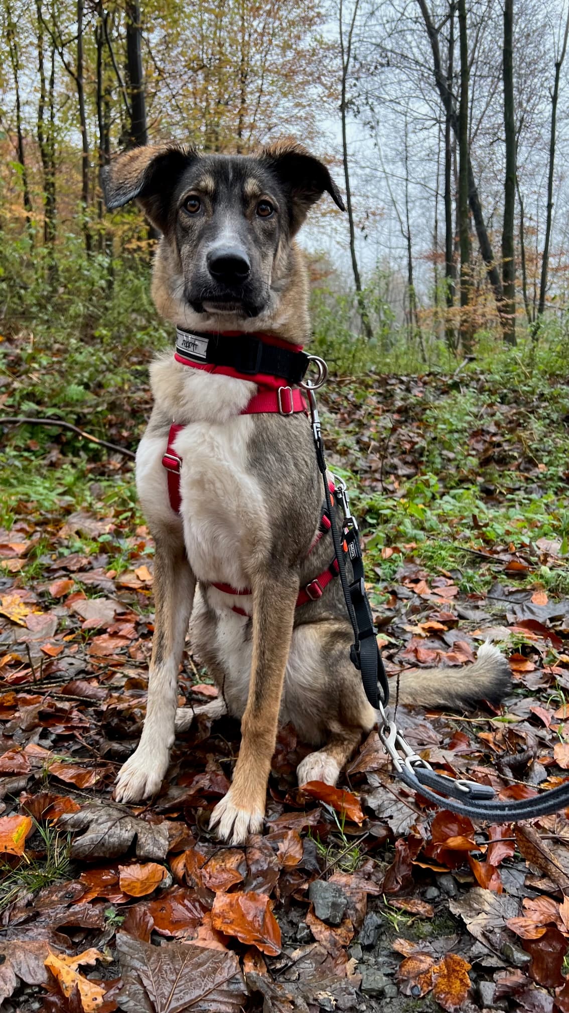 Sami - Deutscher Schäferhund, Border Collie - Bild 1