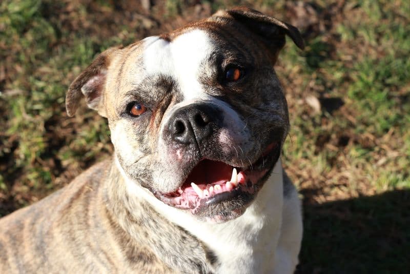 Odin - Englische Bulldogge - Bild 2