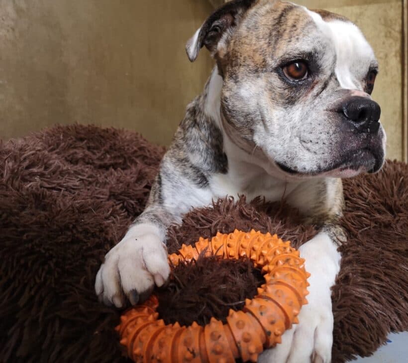 Odin - Englische Bulldogge - Bild 4