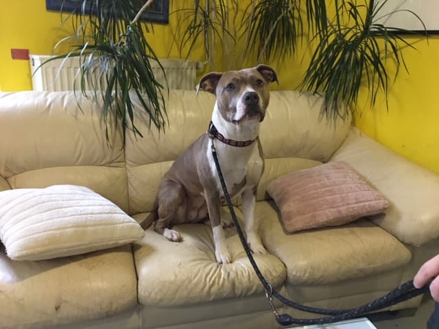 Pepi - Jack Russell Terrier - Bild 3