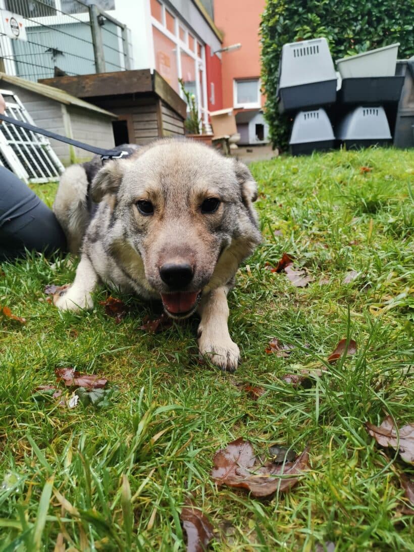 Sira - Chow-Chow - Bild 4