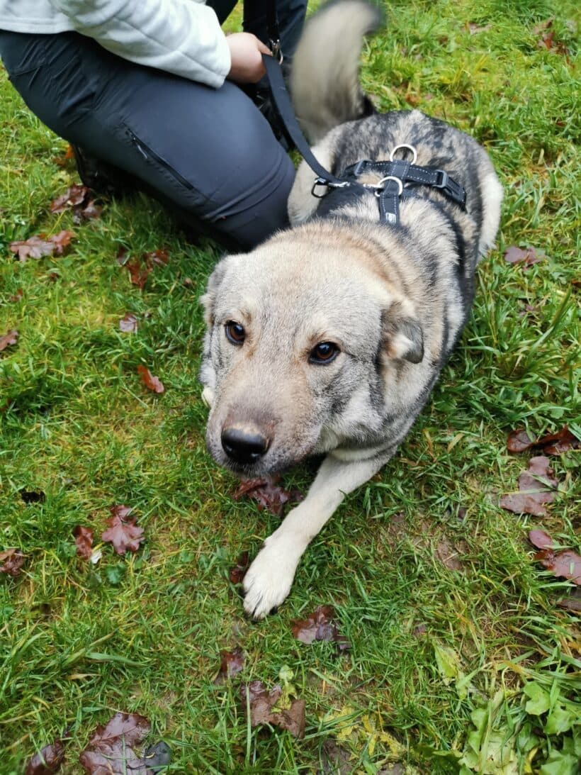 Sira - Chow-Chow - Bild 3