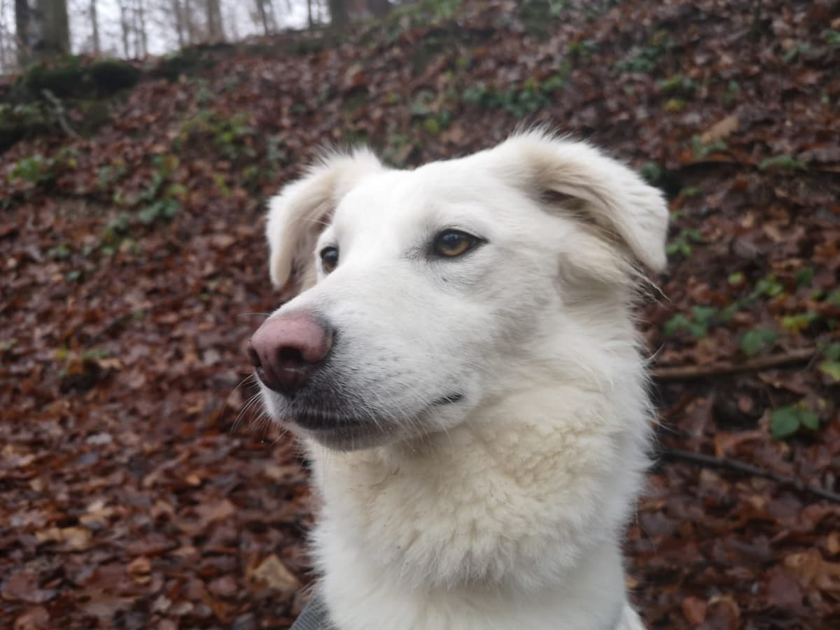 Mara -  - Bild 1