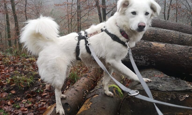 Mara -  - Bild 4