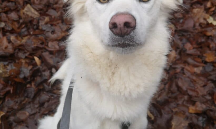 Mara -  - Bild 3