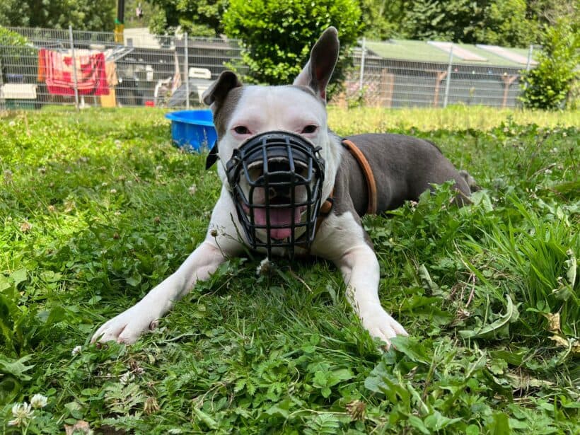 Heinrich -  - Bild 4