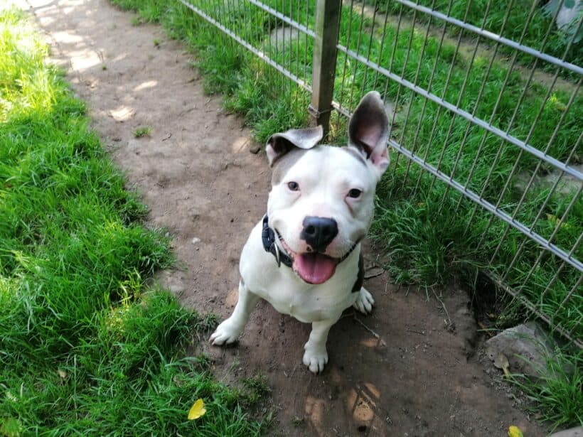 Heinrich -  - Bild 2